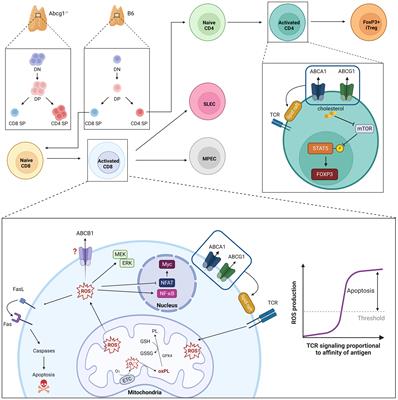 ATP-dependent transporters: emerging players at the crossroads of immunity and metabolism